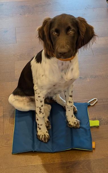 Hund sitzend auf Decke