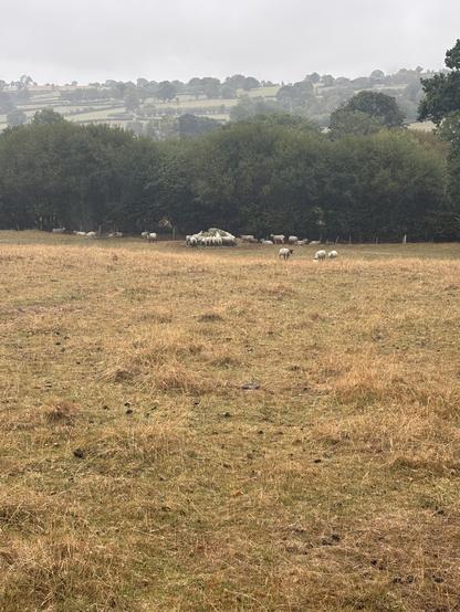A cluster of sheep at the end of a field near some trees.