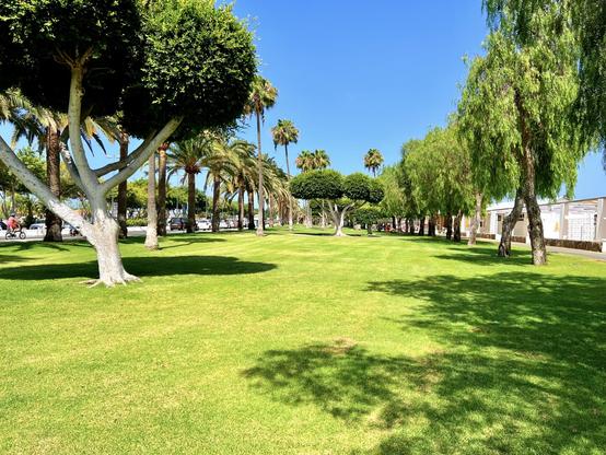 This is perhaps my favourite park in the south of the island: Parque de la Paz is (Peace Park). Rather accessible, never too crowded, plenty of palm trees surrounded by other kinds of trees, a water theme park (on the right of this snap shot), along with an exuberant lush of green that gets me every single time I go there for a walk. I can spend hours and hours in there doing absolutely nothing other than earthing big time into oblivion by myself 😍👍🏻 heh