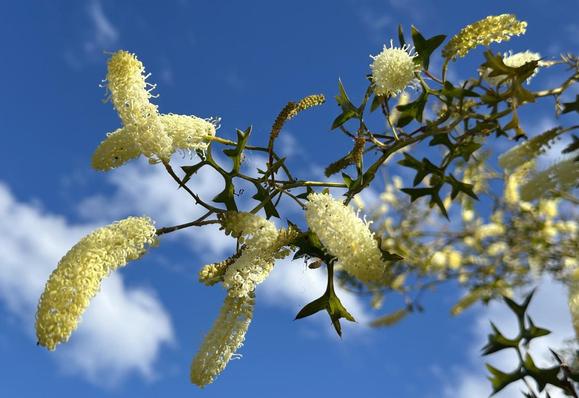 Grevillea flexuosa - rare/threatened WA species with zigzag leaves - grafted plants (garden).