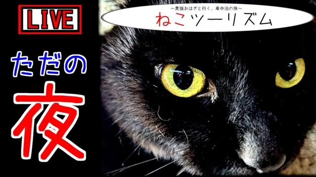 【猫と車中泊】いか丼【福井県】