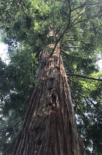 A giant sequoia towers into the sky. The trunk is clad with heavily crevassed red/brown bark. Slender branches bearing this season’s growth spring horizontally from the trunk or else curve downward giving the tree its characteristic appearance. The trunk rises into a dense canopy of dark green needles lit by patches of brighter green where sunlight has been able to penetrate. The tree’s canopy is silhouetted against a pale blue sky.