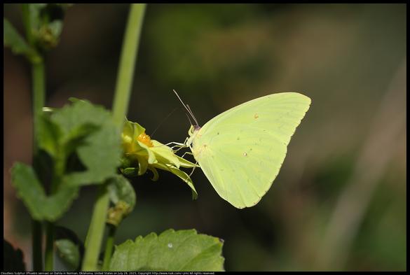 A Cloudless Sulphur (Phoebis sennae) butterfly was pollinating a yellow Dahlia cultivar in Norman, Oklahoma, United States on July 28, 2025.