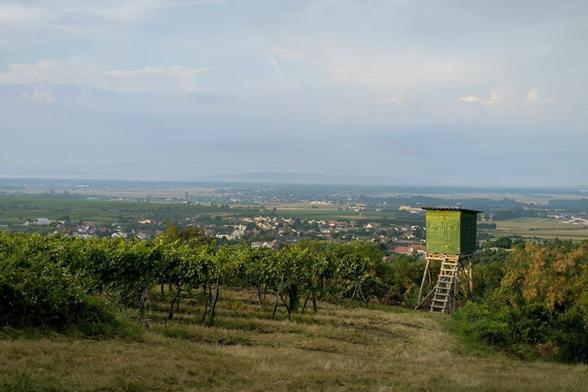 Blick über einen Weingarten nach Straß im Straßertale