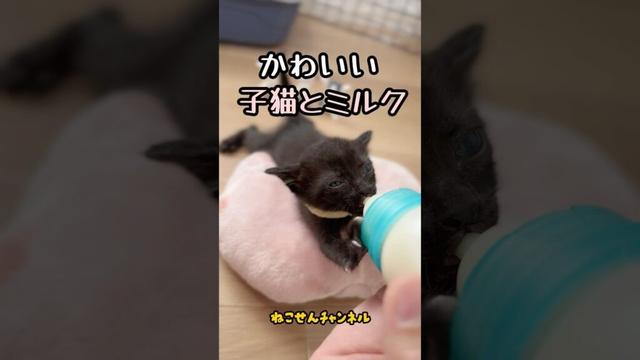 【投げ捨てられた子猫】ミルク姿が可愛いネコ🥰 | ねこせん