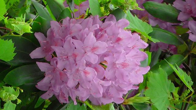 Rhododendron. Five pink petals in a dense cluster. Mostly green grapevine leaves around it.