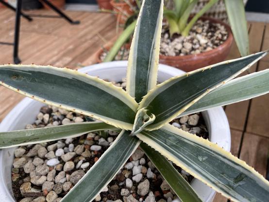 An agave plant from a top side angle. The plant gas yellowish edges with dark green insides