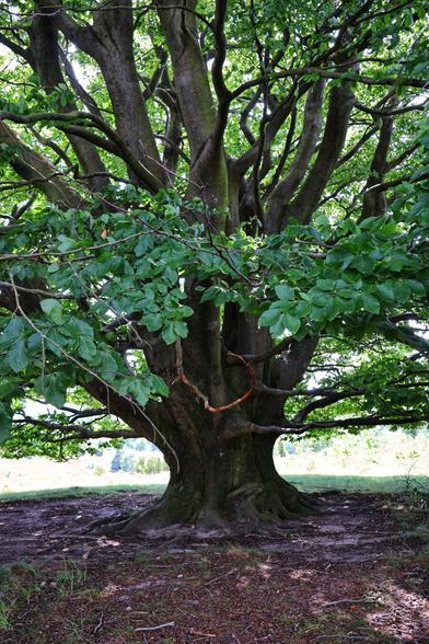 A close-up of a large, old tree with a thick trunk and wide, gnarled branches. The tree is full of vibrant green leaves, and its roots are exposed, spreading out across the ground. The forest floor is covered in reddish-brown dirt and leaf litter. In the background, a sunny, open field is visible between the branches, with a line of trees in the distance. The overall image has a rich, earthy colour palette.