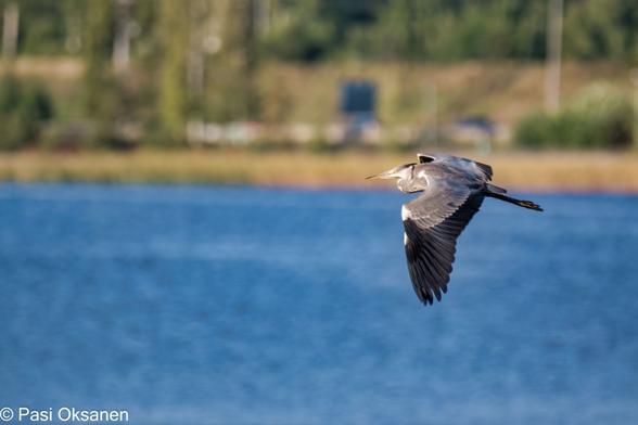 Lentävä harmaahaikara  (Ardea cinerea) taustalla jyväsjärvi ja vastaranna puustoa ja rantaraitti.
