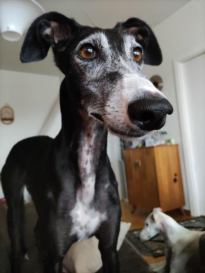 Picture of a black sighthound with white markings. The dog is standing on a brown sofa and her long nose is near the camera. There is a white sighthound in the background as well