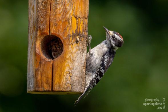 An extremely young, curious-looking black-and-white woodpecker clings to the side of a wooder suet feeder.