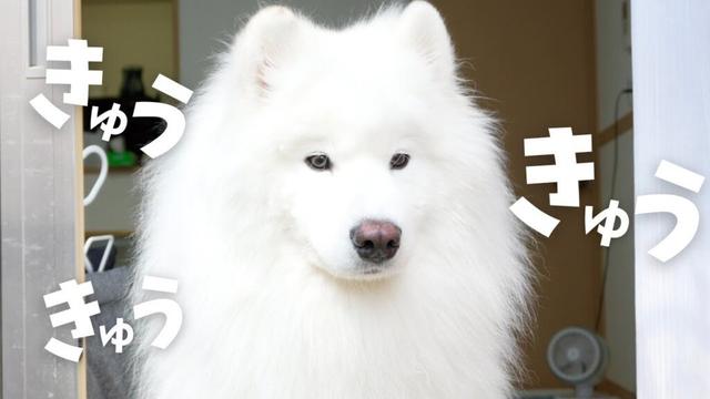 「置いて行かないで」と過去一サモエドが甘えてきた日