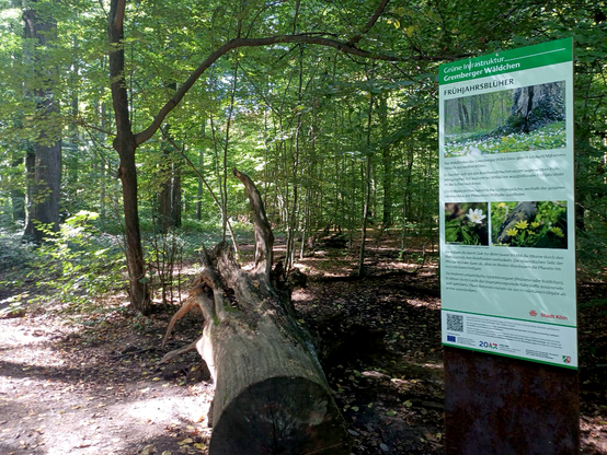Ort der ehemaligen Baumbesetzung im Gremberger Wäldchen, im Vordergrund eine naturkundgliche Infotafel und ein sehr großer Baumstamm mit Wurzelwerk als Sitzgelegenheit