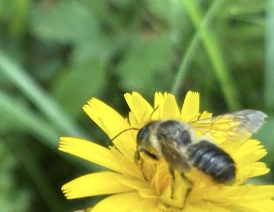 Eine Mörtel- bzw. Blattschneiderbiene, Gattung Megachile sitzt auf einer gelben  Blüte.