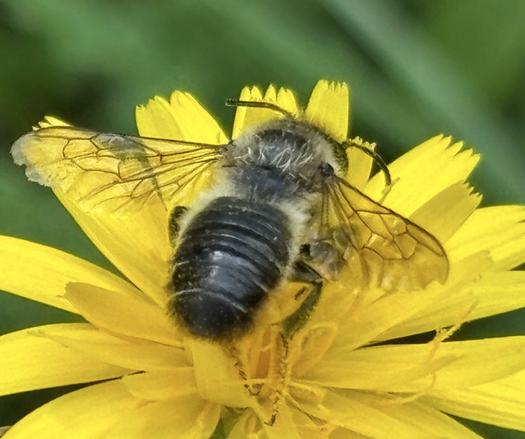 Eine Mörtel- bzw. Blattschneiderbiene, Gattung Megachile sitzt auf einer gelben  Blüte.