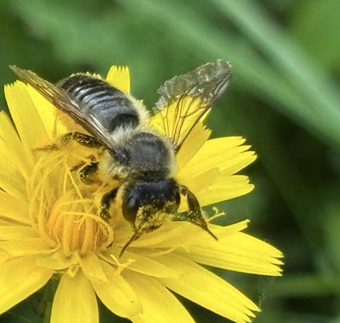 Eine Mörtel- bzw. Blattschneiderbiene, Gattung Megachile sitzt auf einer gelben  Blüte.