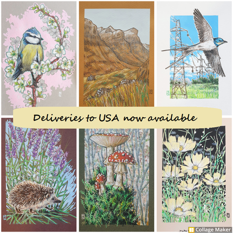 A photo collage of some of my artworks that are currently available:
A blue tit perched on a branch of white blossom, Glencoe mountains, a swift in flight, a hedgehog with lavender, fly agaric mushrooms and yellow cosmos flowers.