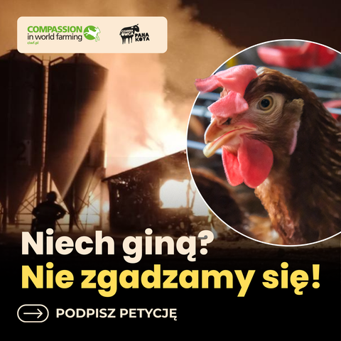 Płonące okolice silosów, ogień na tle fermy, na zbliżeniu zdjęcie kury.
Logo Compassion in World Farming i Fundacji Czarna Owca Pana Kota
Napis: Niech giną? Nie zgadzamy się! Podpisz petycję!