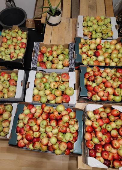Omenalaatikoita 10 kappaletta laudoilla jossa punaisia ja vihreitä omenoita sekä aloe kasvi ylempänä kuvassa. Se ei pärjännyt ulkona näköjään kun rupes ruskistumaan.
