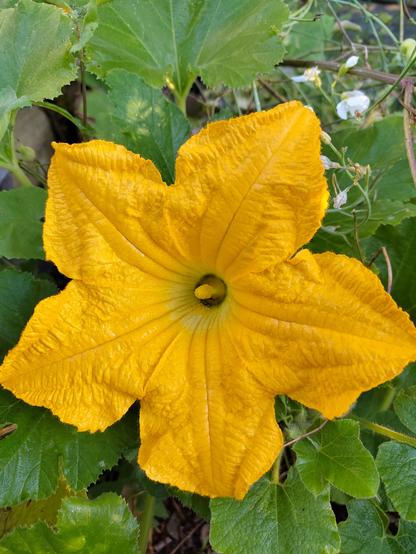 Kesäkurpitsan keltainen iso kukka lähietäisyydeltä otettuna. Taustalla kesäkurpitsojen lehdet ja valkoisia kukkasia.