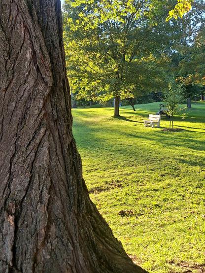Un modeste banc public dans ce jardin devient le théâtre d’une scène splendide :  la lumière déborde, inonde le petit banc de  clarté, le vert de la pelouse est plus brillant que jamais, les arbres rayonnent d’un nouvel éclat. Immobile derrière le grand arbre, je contemple et savoure cette scène où l’heure dorée du soleil fait son entrée.
© 2025, Chartrand Saint-Louis, photographie