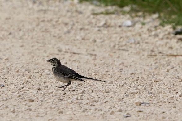 A wagtail walks across a gravel path, its tail held high and its delicate legs captured mid-stride. The bird is the focal point, set against a blurred background of earth and subtle green. A moment of motion and stillness combined. #piedwagtail #birds #lukehaigh #photography #canon #photo