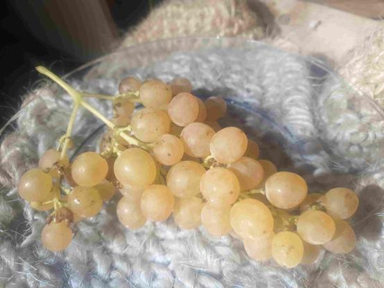 Grappe de raisin Palatina
