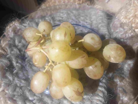 Grappe de raisin Alexa