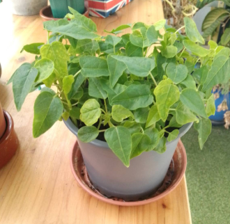 A planting pot exploding with passion fruit stems, growing healthily.