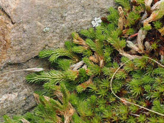 A mat of small, bristly plants with bright green growing tips and brown-to-white older stems grows up against a rock.