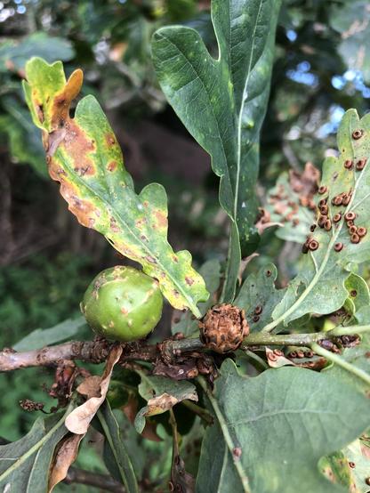 A close cropped photo of the end of an oak branch. At least three different galls are visible. The green ball is an oak marble gall (I think) the brown rosette in the centre is an oak artichoke gall and the small discs on the back of a leaf on the right are silk-button spangle galls (brilliant name)