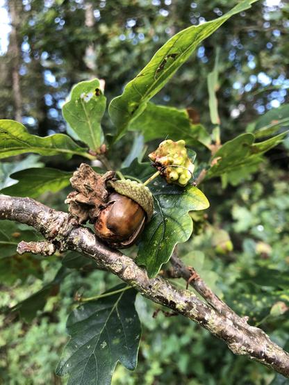 Two knopper galls, one is obviously growing out of an acorn, the other is just a rough pointy mass of plant material.
There is a thin branch across the picture, and out of focus oak leaves behind.