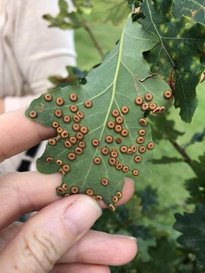 Close up of the silk-button spangle galls. So shiny! Like little donuts on the back of the oak leaf.
You can see the hand holding the leaf to turn it to take the photo
