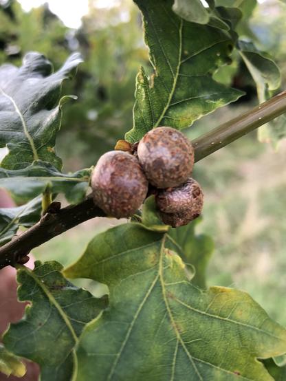 A cluster of three Cola nut galls on an oak twig. They look like brown wooden balls. More oak leaves make up the rest of the picture