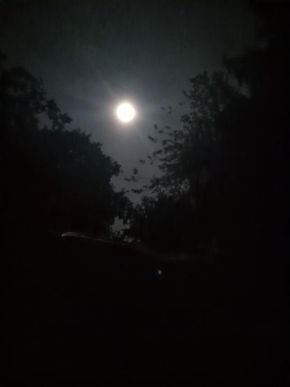 Night shots taken between trees towards the sky show the round moon.