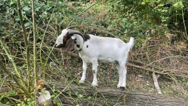Landscaping Goats Arrive At Eastmoreland Golf Course