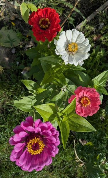 Vielfarbige Zinnien von oben.