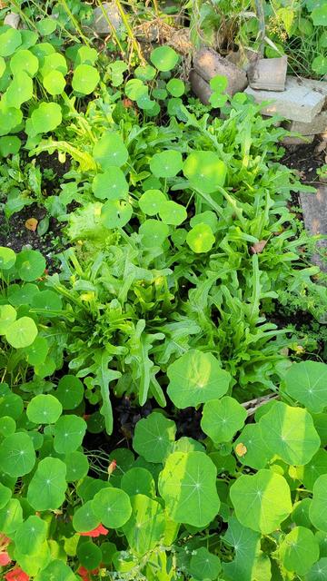 Pflücksalat und Kapuzinerkresse wachsen dicht an dicht.