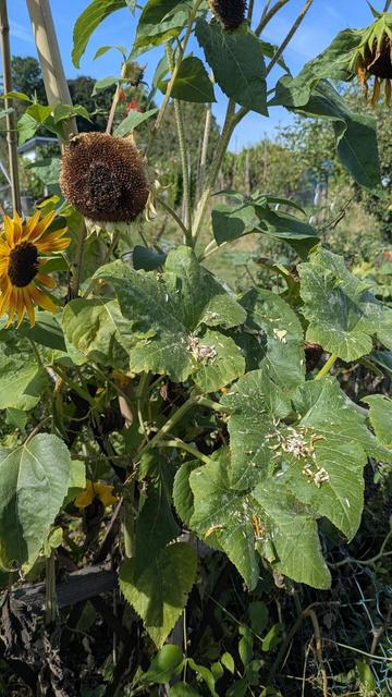 Die Stieglitze hinterlassen ihre Spuren in den Sonnenblumen und kleckern Kerne.