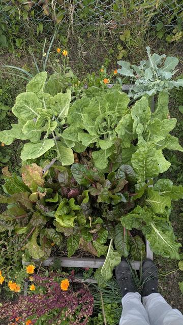 Rahmenbeet voller Mangold, Butterkohl und einem kleinen Brokkoli.