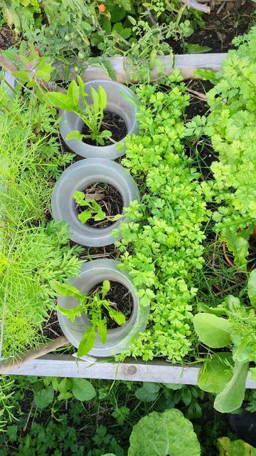 Rahmenbeet mit Petersilie, Koriander, Puntarelle (im Schneckenkragen) und Cosmeen.