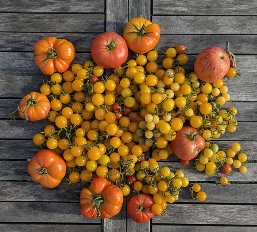 Ein Haufen von gelben und roten Wildtomaten und Fleischtomaten, ein Apfel