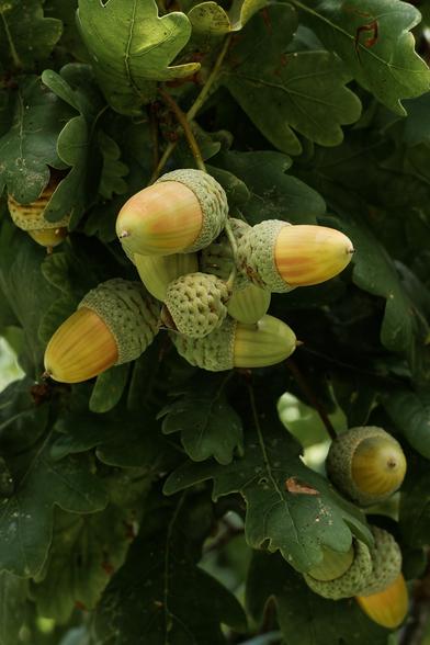 Close up of a bunch of acorns growing together.
