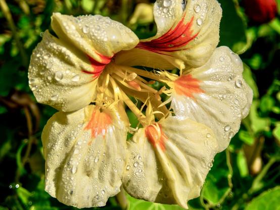 A close-up of a pale yellow flower with red markings, adorned with water droplets on its petals, surrounded by green foliage.