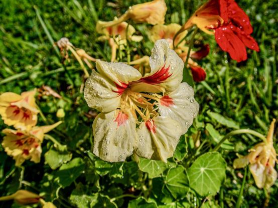 A close-up of vibrant nasturtium flowers featuring cream and red petals, adorned with water droplets, set against a lush green backdrop.