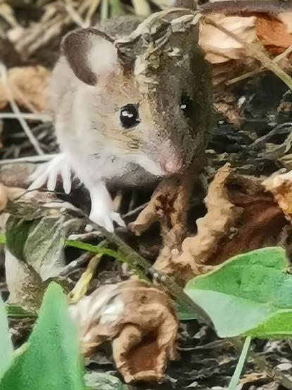 Nahaufnahme einer Maus mit großen Ohren und langen Beinen. Die Maus sitzt inmitten trockener Blätter. Der Kopf mit den sehr großen und runden schwarzen Augen ist deutlich zu sehen. Ein trockenes Blatt liegt zwischen ihren Ohren.