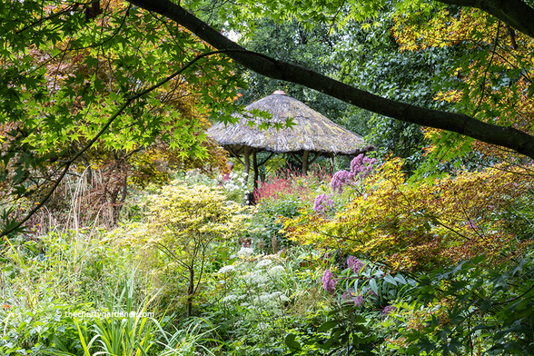 View under acer tree over shrubs and perennials with purple and white flowers towards a thatched African Summer House.