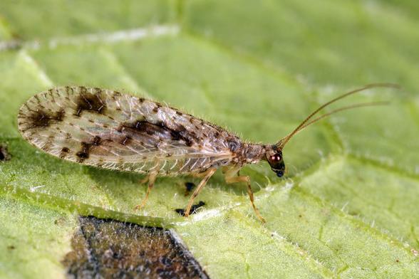 Makroaufnahme eines Gefleckten Taghaftes (Micromus variegatus) auf einem grünen Blatt. Das kleine, etwa 8-11 mm große Insekt zeigt die charakteristischen schmutzig-braunen und bräunlich gefleckten Vorderflügel sowie die durchscheinenden, netzartig geäderten Flügel der braunen Florfliege aus der Familie der Hemerobiidae. Deutlich erkennbar sind die langen, fadenförmigen Fühler, die rötlich-braunen Augen und die sechs gelblich-braunen Beine. Der Netzflügler sitzt seitlich auf der Blattoberfläche und zeigt die für Taghafte typische, den Florfliegen ähnliche aber kleinere Erscheinung.