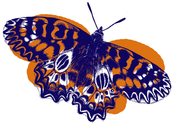 Le papillon du festival Butter Fly. Illustration Marion Roger