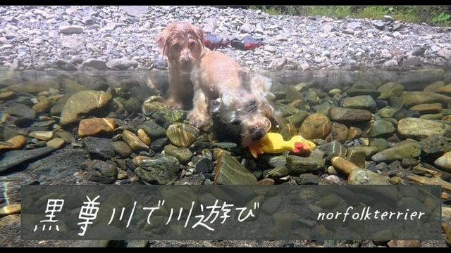 【ノーフォークテリア】残暑を楽しむ！